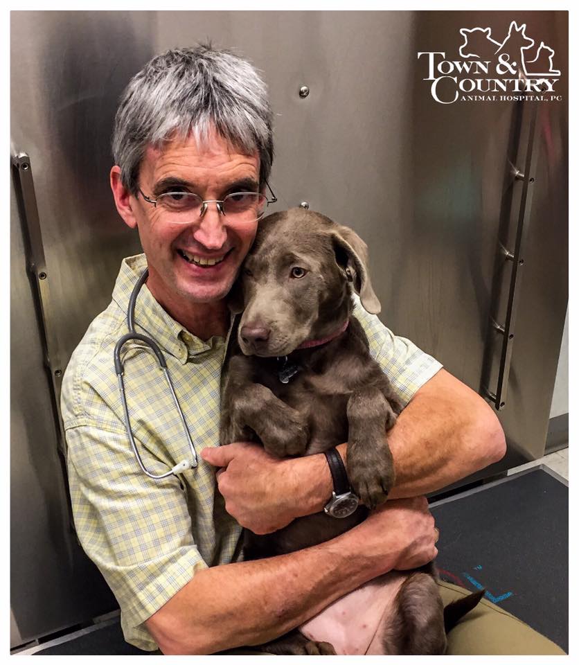 Staff Holding Brown Dog