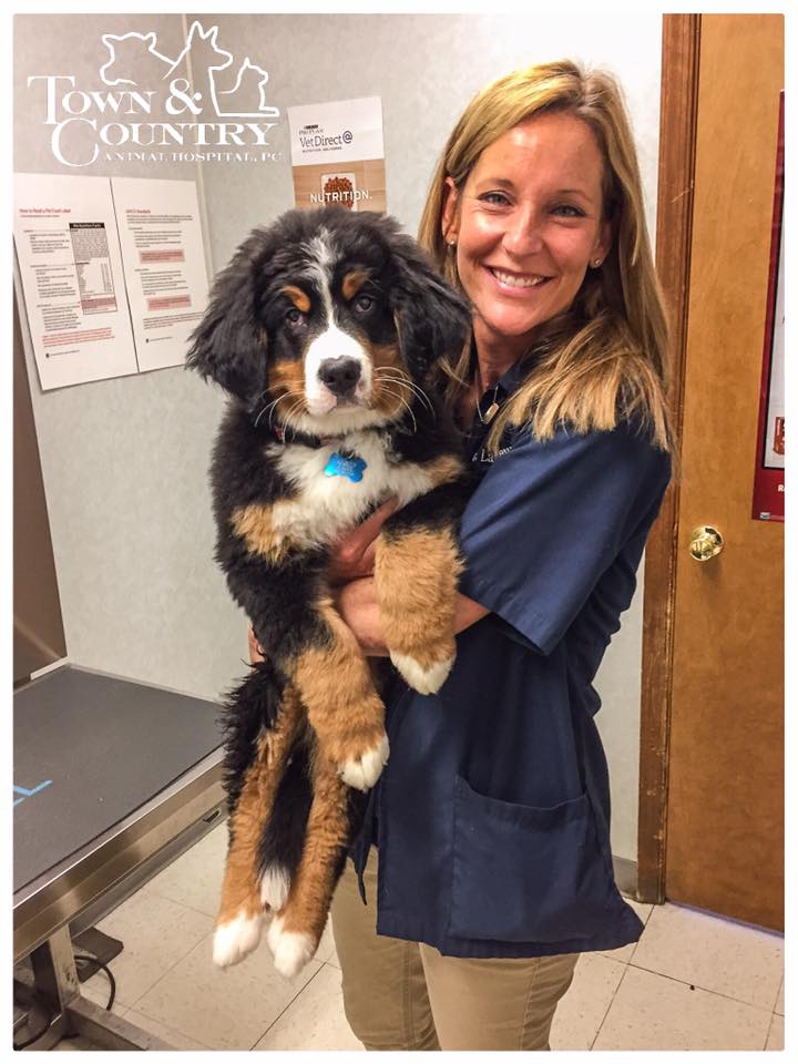 Staff holding dog