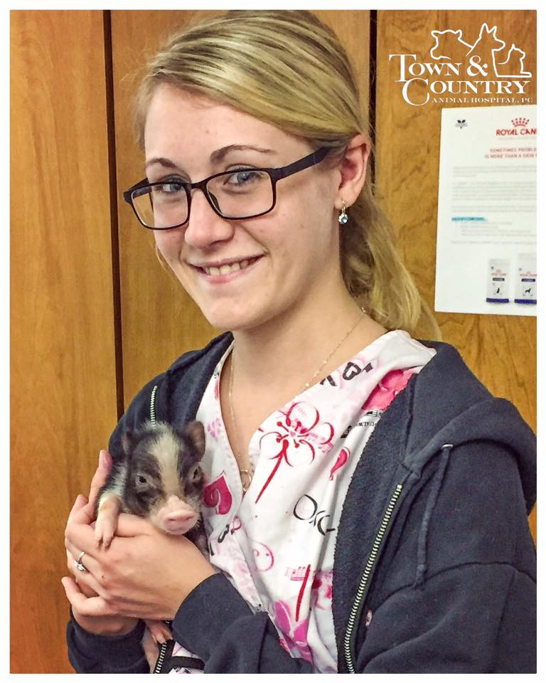 Staff holding baby Pig