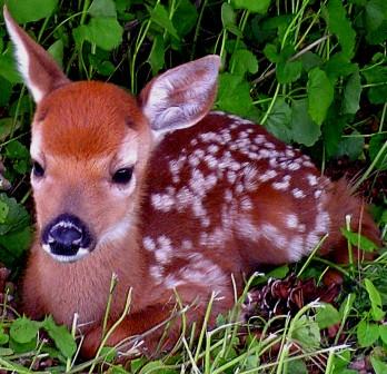 Fawn