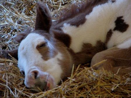 Foal - Moon Foal - Moon