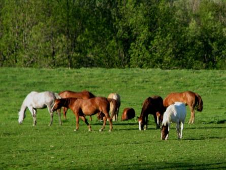 Horses in a field