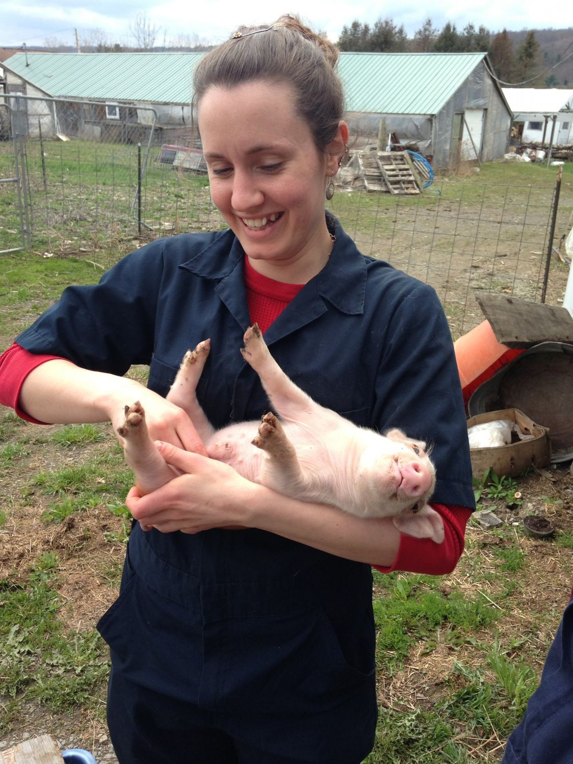 Piglet Castration