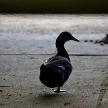 One Footed Duck